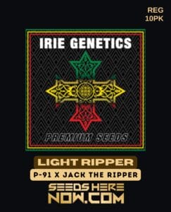 Light Ripper (Regular) - Irie Genetics