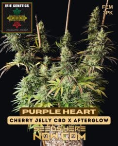 Purple Heart (Feminized) - Irie Genetics