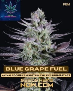 Blue Grape Fuel S1 (feminized) - Pure Xx