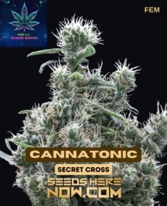 Cannatonic S1 (feminized) - Pure Xx