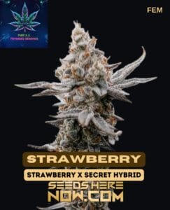 Strawberry S1 (Feminized) - Pure XXStrawberry S1 (feminized) - Pure Xx