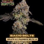 Bacio Belts (Regular) - Raw Genetics