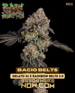 Bacio belts (regular) - raw genetics