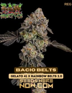 Raw Genetics - Bacio Belts {REG}Raw Genetics - Bacio Belts {REG}