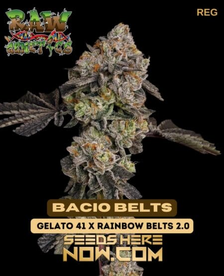 Bacio Belts (regular) - Raw Genetics