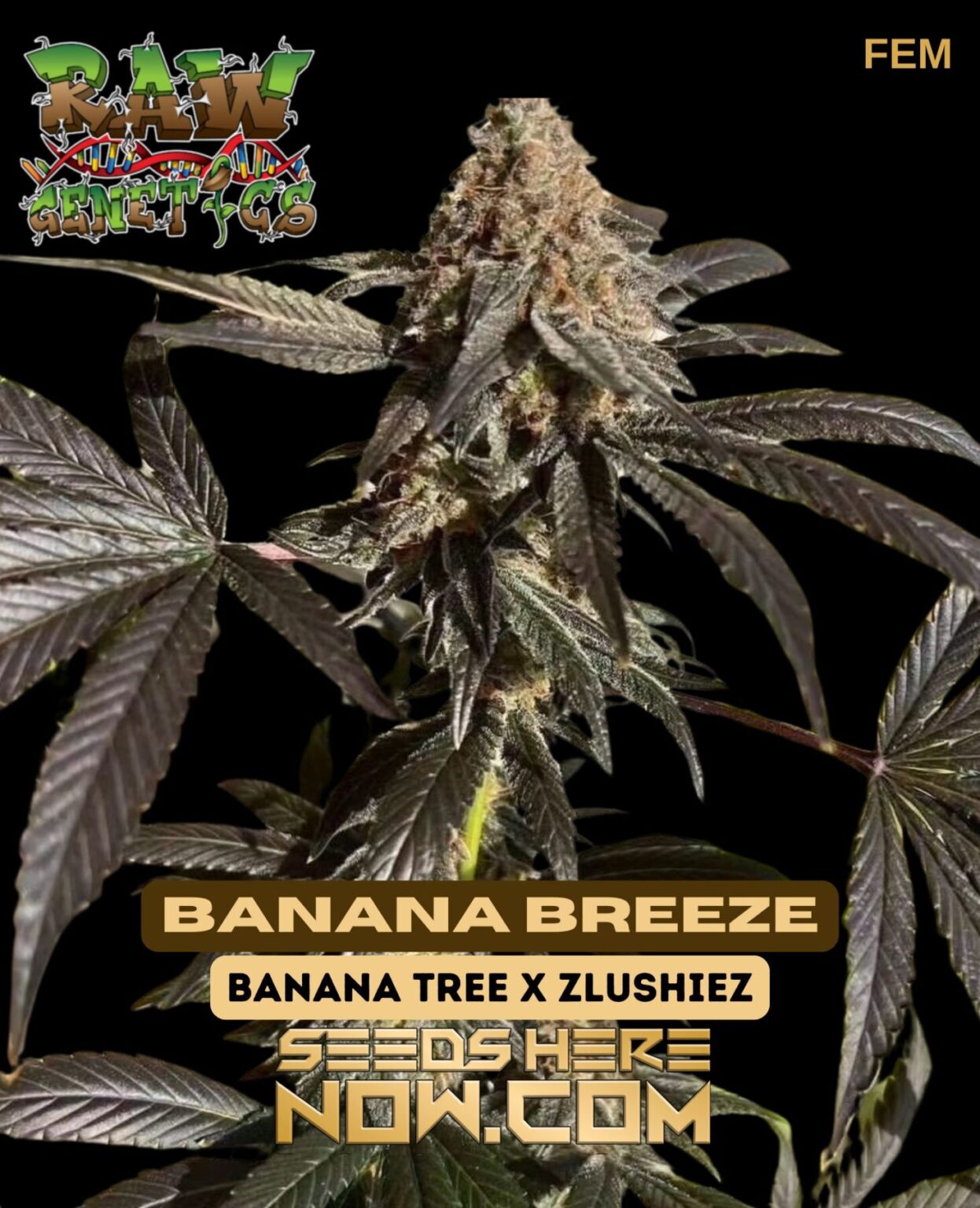 Raw Genetics: Premium Marijuana Weed Seed Selections