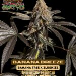 Banana Breeze (Feminized) - Raw Genetics
