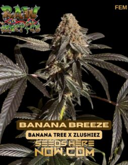 Raw Genetics - Banana Breeze {FEM}Raw Genetics - Banana Breeze {FEM}