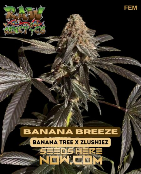 Banana breeze (feminized) - raw genetics