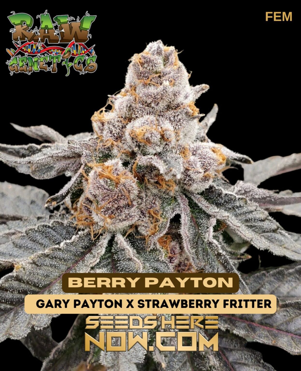 Raw Genetics: Premium Marijuana Weed Seed Selections