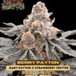 Berry Payton (Feminized) - Raw Genetics