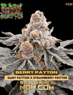 Raw Genetics - Berry Payton {FEM}Raw Genetics - Berry Payton {FEM}