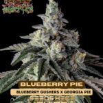 Blueberry Pie (Feminized) - Raw Genetics