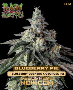 Blueberry Pie (Feminized) - Raw GeneticsBlueberry Pie (feminized) - Raw Genetics