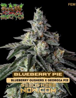 Raw Genetics - Blueberry Pie {FEM}Raw Genetics - Blueberry Pie {FEM}