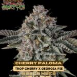 Cherry Paloma (Feminized) - Raw Genetics