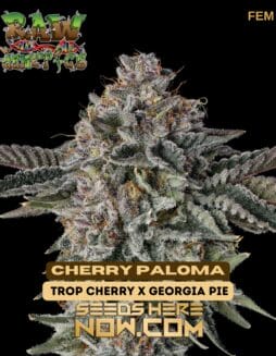 Raw Genetics - Cherry Paloma {FEM}Raw Genetics - Cherry Paloma {FEM}