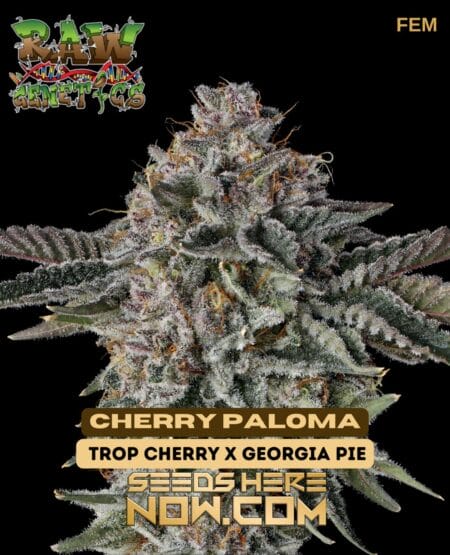 Raw Genetics - Cherry Paloma {fem}