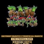Detroit Runtz X Tropical Runtz (Regular) - Raw Genetics