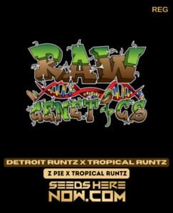 Detroit Runtz X Tropical Runtz (regular) - Raw Genetics