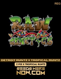 Raw Genetics - Detroit Runtz X Tropical Runtz {REG}Raw Genetics - Detroit Runtz X Tropical Runtz {REG}