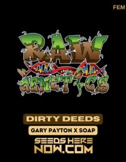 Dirty Deeds (Feminized) - Raw GeneticsDirty Deeds (Feminized) - Raw Genetics