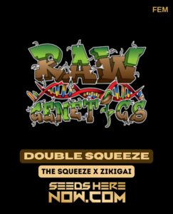Double squeeze (feminized) - raw genetics