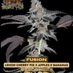 Fusion (Feminized) - Raw Genetics
