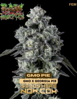 Raw Genetics - GMO Pie {FEM}Raw Genetics - GMO Pie {FEM}