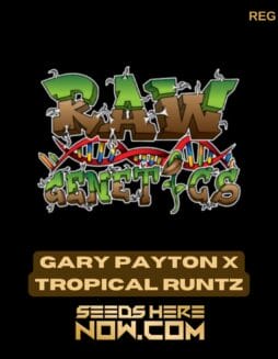 Gary Payton X Tropical Runtz (Regular) - Raw GeneticsGary Payton X Tropical Runtz (Regular) - Raw Genetics