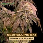 Georgia Pie BX1 (Regular) - Raw Genetics