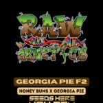 Georgia Pie F2 (Feminized) - Raw Genetics