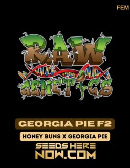 Raw Genetics - Georgia Pie F2 {FEM}Raw Genetics - Georgia Pie F2 {FEM}