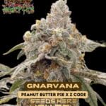 Gnarvana (Regular) - Raw Genetics