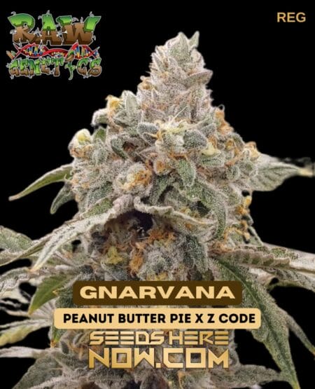 Gnarvana (regular) - Raw Genetics