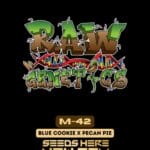 M - 42 (Regular) - Raw Genetics