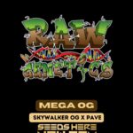 Mega OG (Feminized) - Raw Genetics