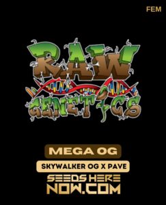 Mega og (feminized) - raw genetics