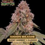 Moon Beams (Feminized) - Raw Genetics