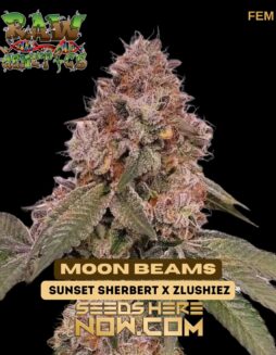 Raw Genetics - Moon Beams {FEM}Raw Genetics - Moon Beams {FEM}