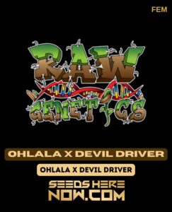 Ohlala x devil driver (feminized) - raw genetics