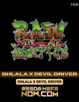 OhLaLa X Devil Driver (Feminized) - Raw GeneticsOhLaLa X Devil Driver (Feminized) - Raw Genetics