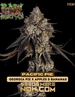 Raw Genetics - Pacific Pie {FEM}Raw Genetics - Pacific Pie {FEM}