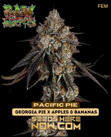 Pacific Pie (feminized) - Raw Genetics