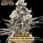 Pavé S1 (Feminized) - Raw Genetics