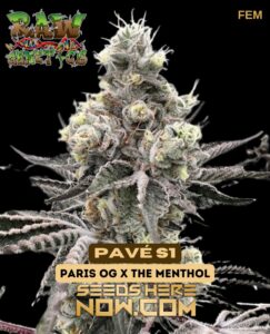 Pavé s1 (feminized) - raw genetics