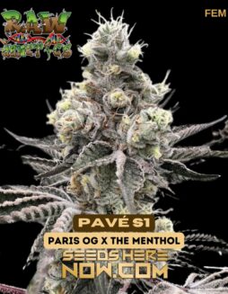 Raw Genetics - Pavé S1 {FEM}Raw Genetics - Pavé S1 {FEM}