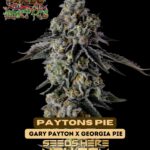 Paytons Pie (Feminized) - Raw Genetics