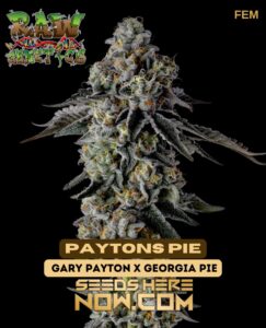 Paytons Pie (feminized) - Raw Genetics