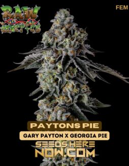 Raw Genetics - Paytons Pie {FEM}Raw Genetics - Paytons Pie {FEM}